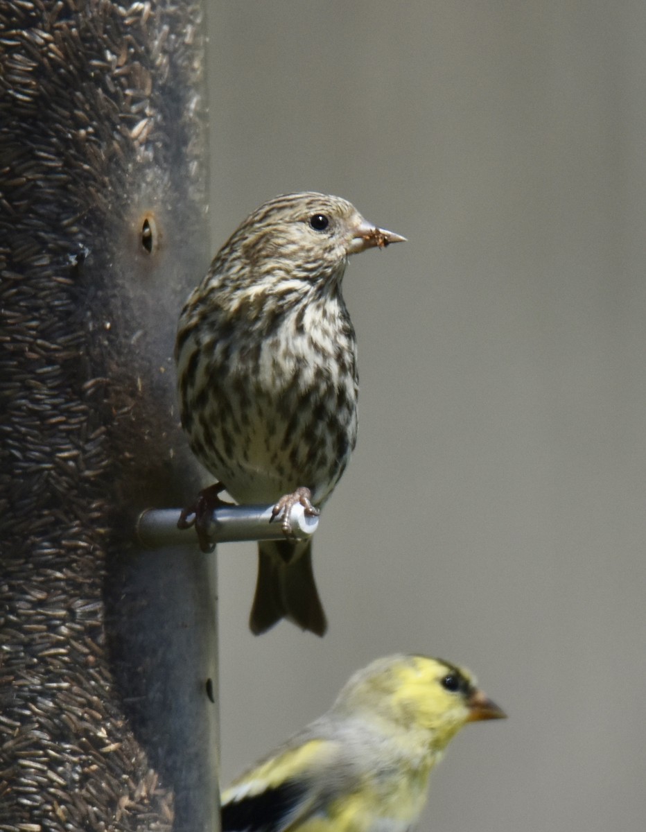 Pine Siskin - ML617479480