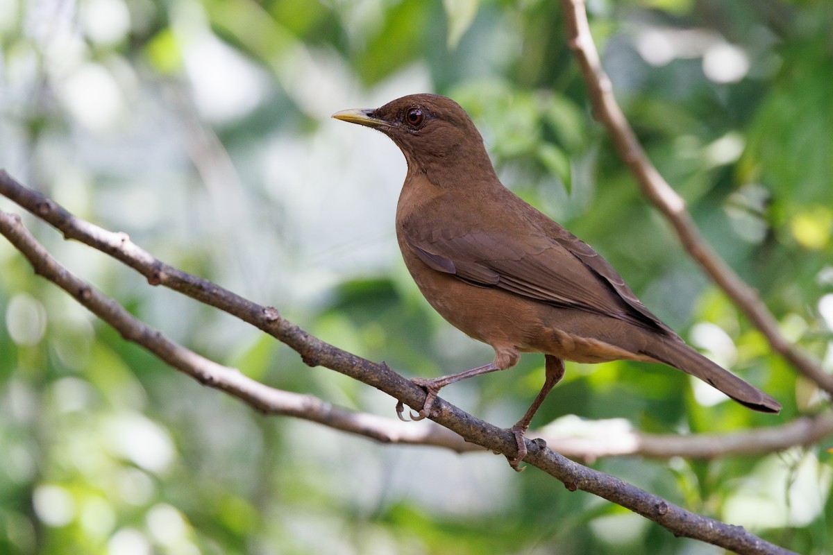 Clay-colored Thrush - ML617479485