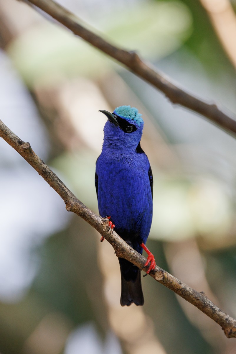 Red-legged Honeycreeper - ML617479503