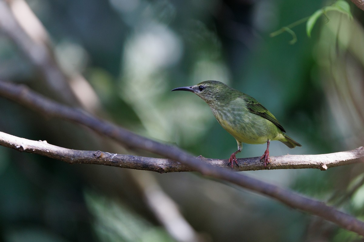 Red-legged Honeycreeper - ML617479504