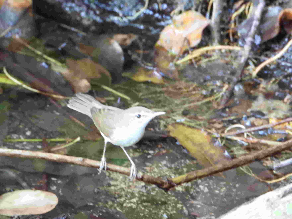 Booted Warbler - ML617479507