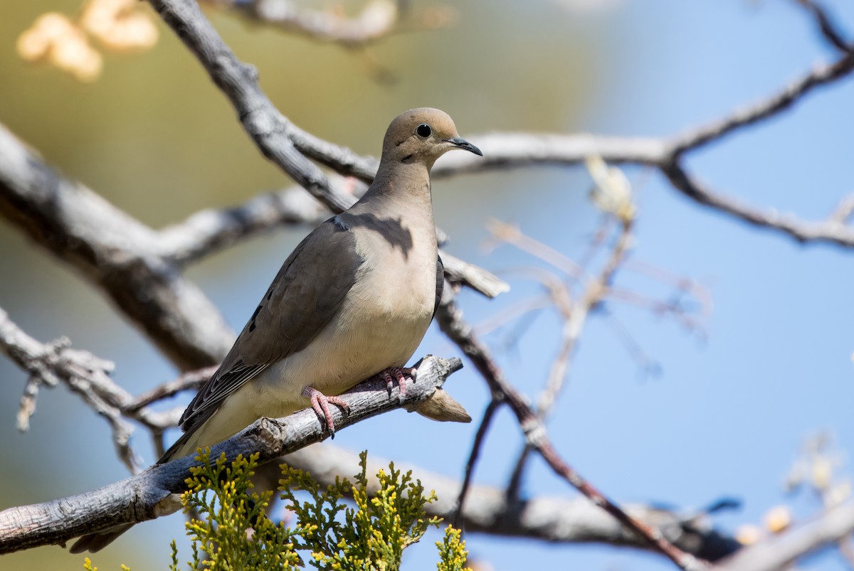 Mourning Dove - ML617479508