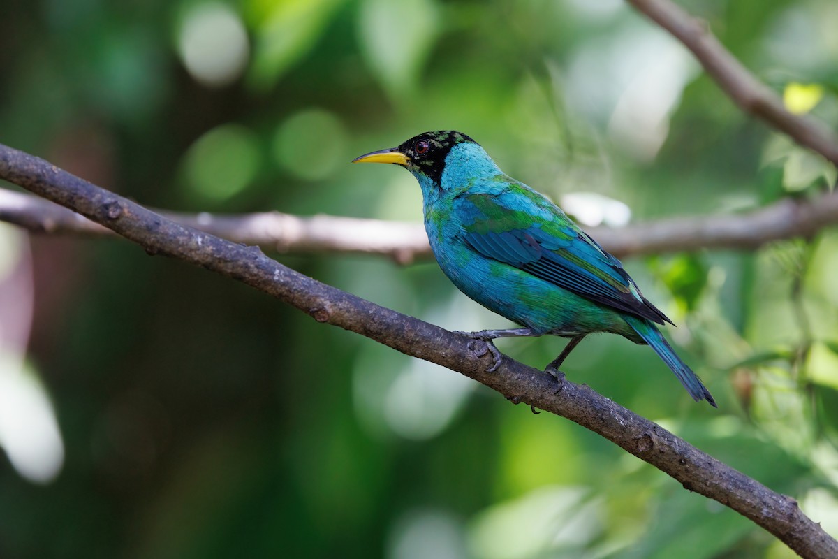 Green Honeycreeper - ML617479515