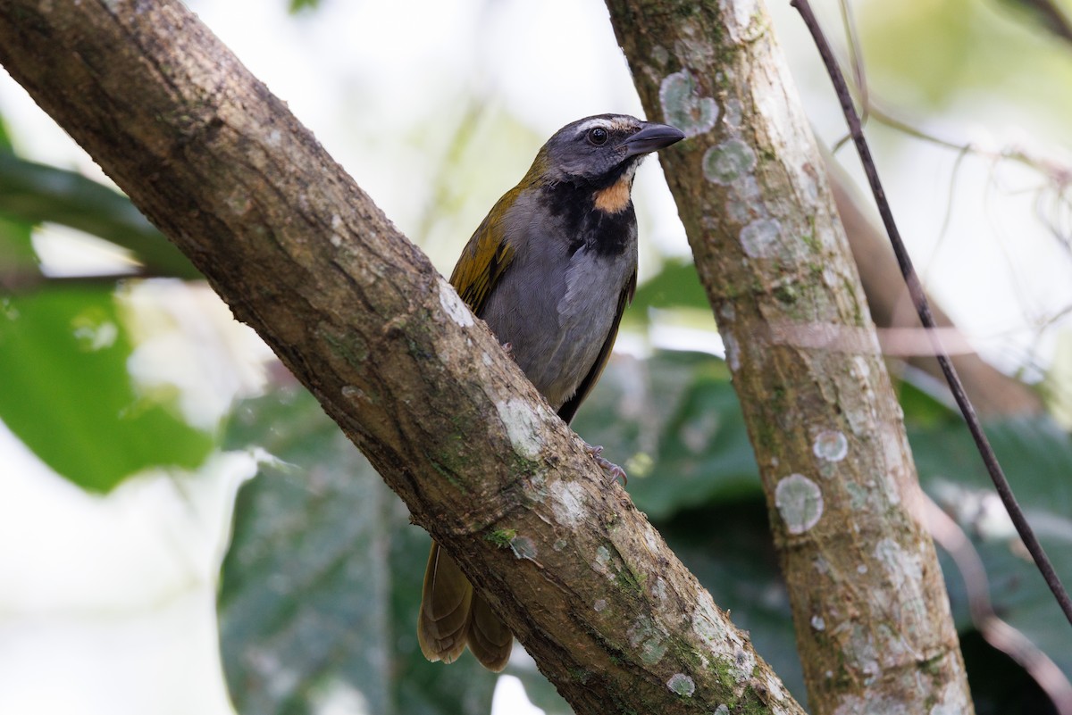 Buff-throated Saltator - ML617479531