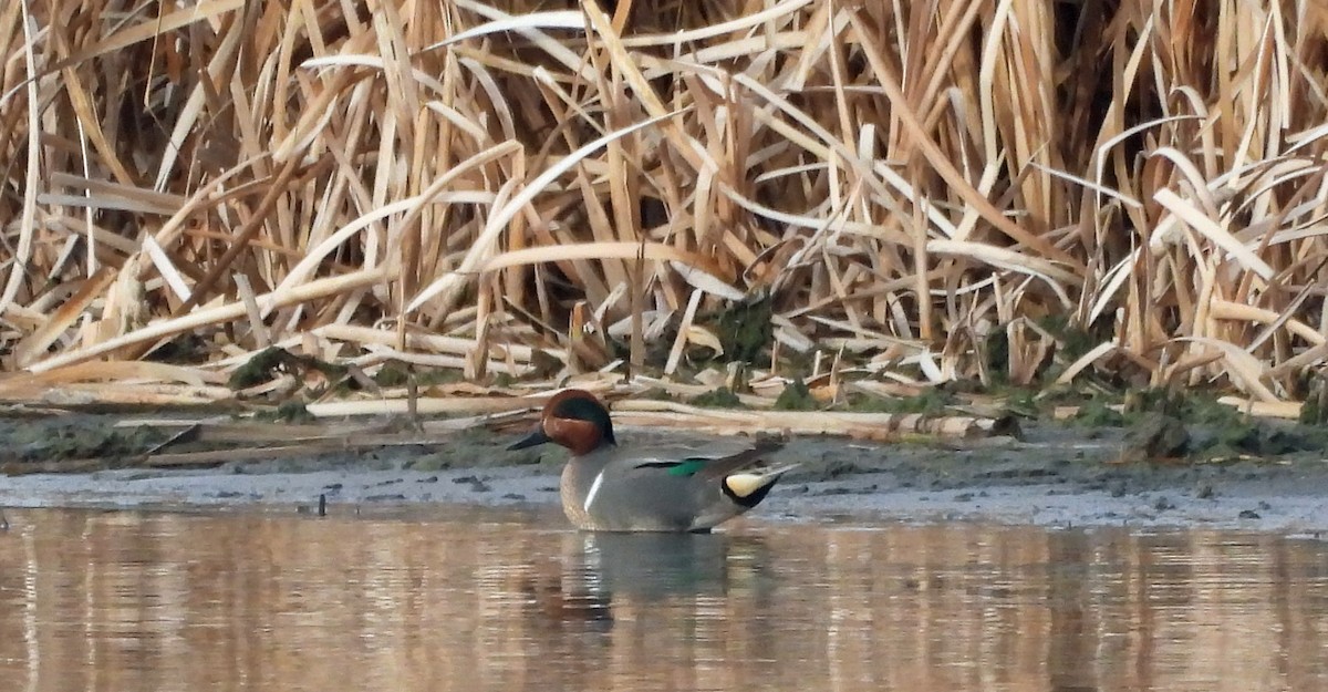 Green-winged Teal - ML617479605