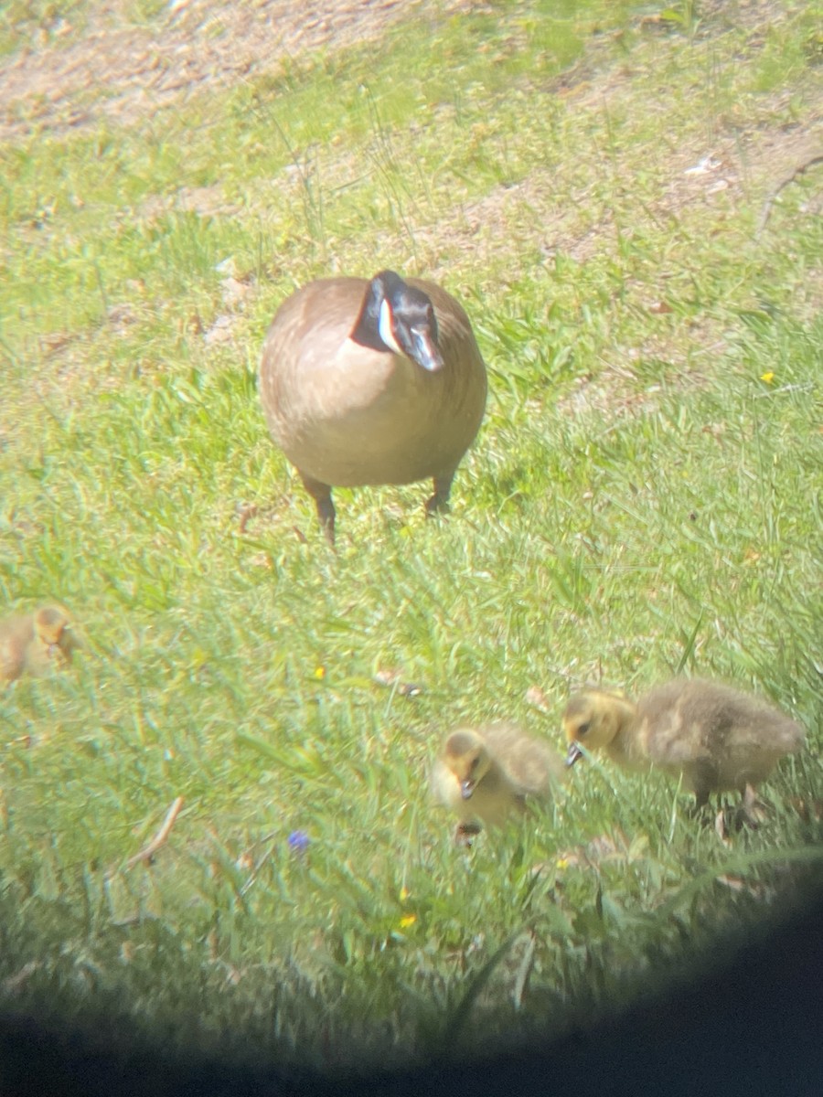 Canada Goose - ML617479624