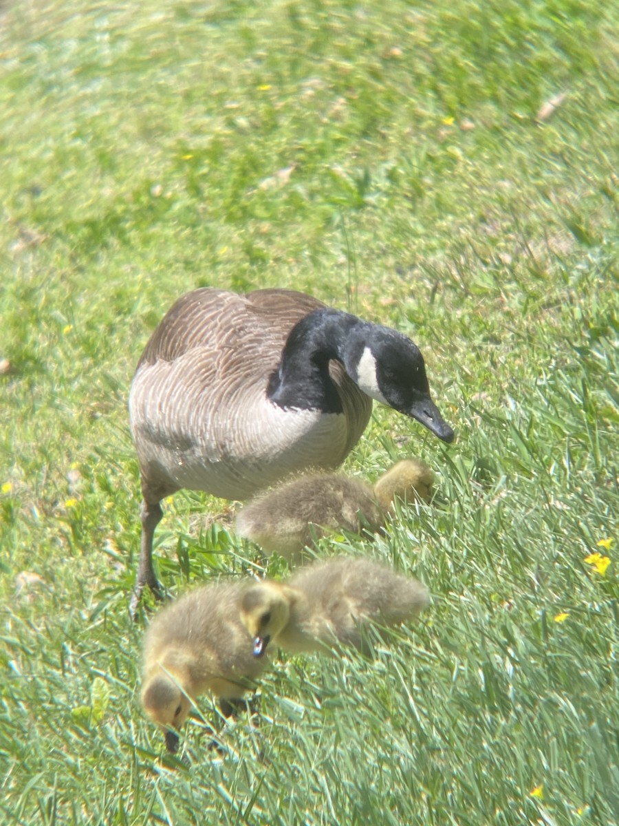 Canada Goose - ML617479627