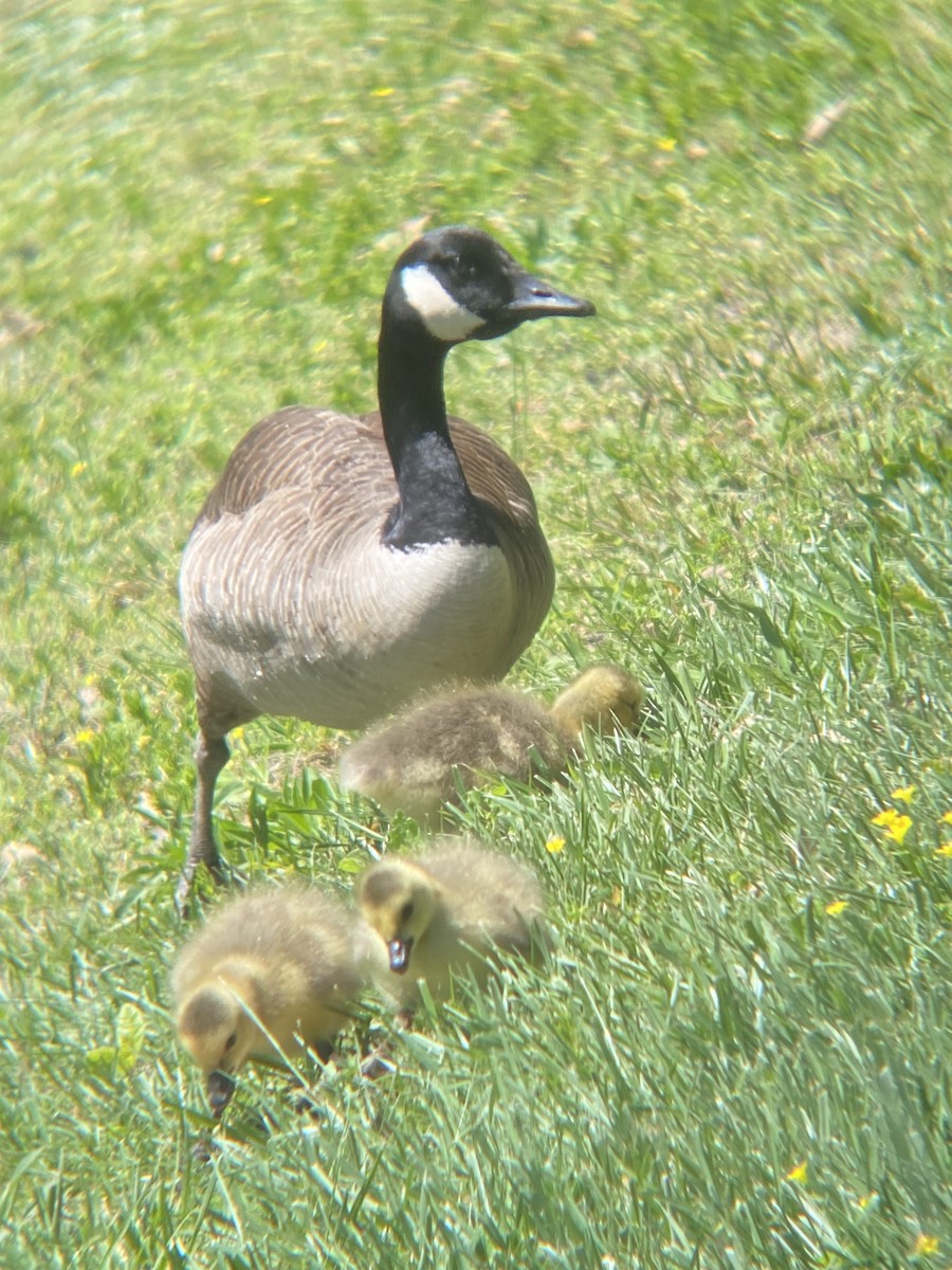 Canada Goose - ML617479628