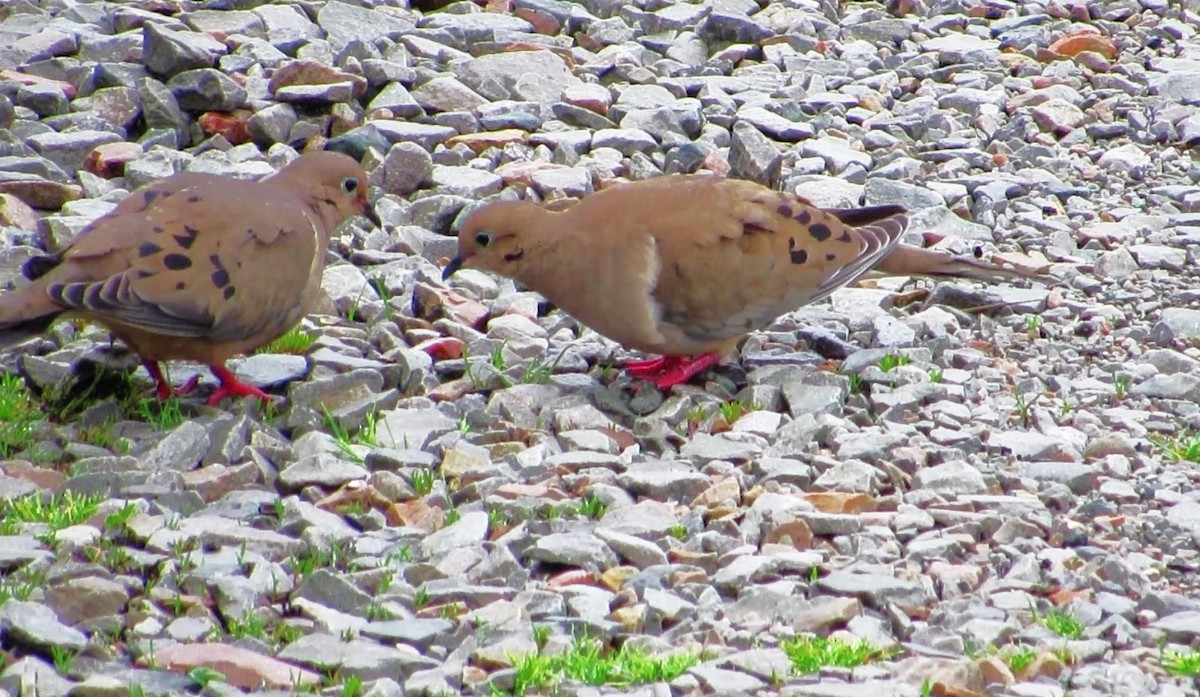 Mourning Dove - ML617479683