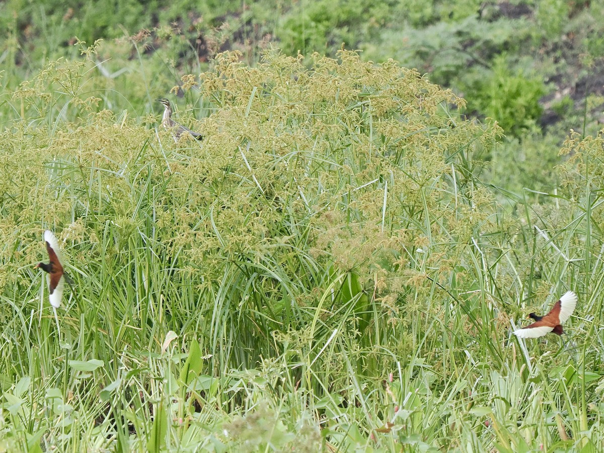 Striated Heron (South American) - ML617479693