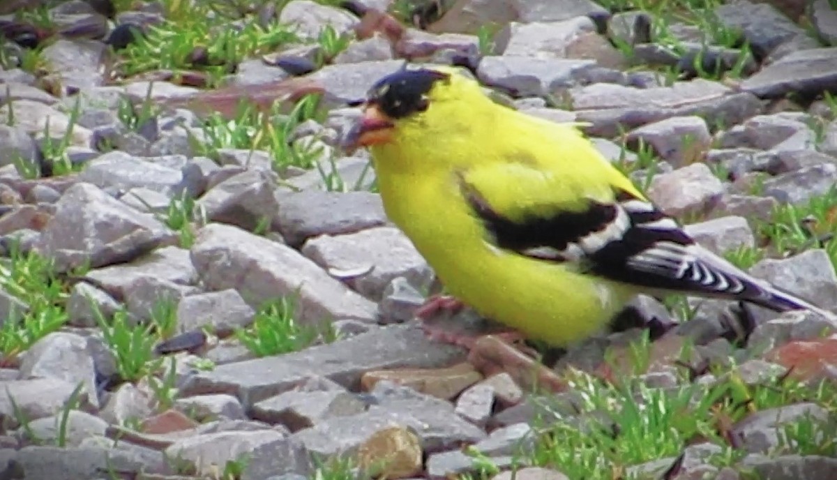 American Goldfinch - ML617479695