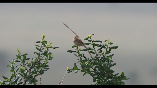 Щеврик чагарниковий - ML617479712