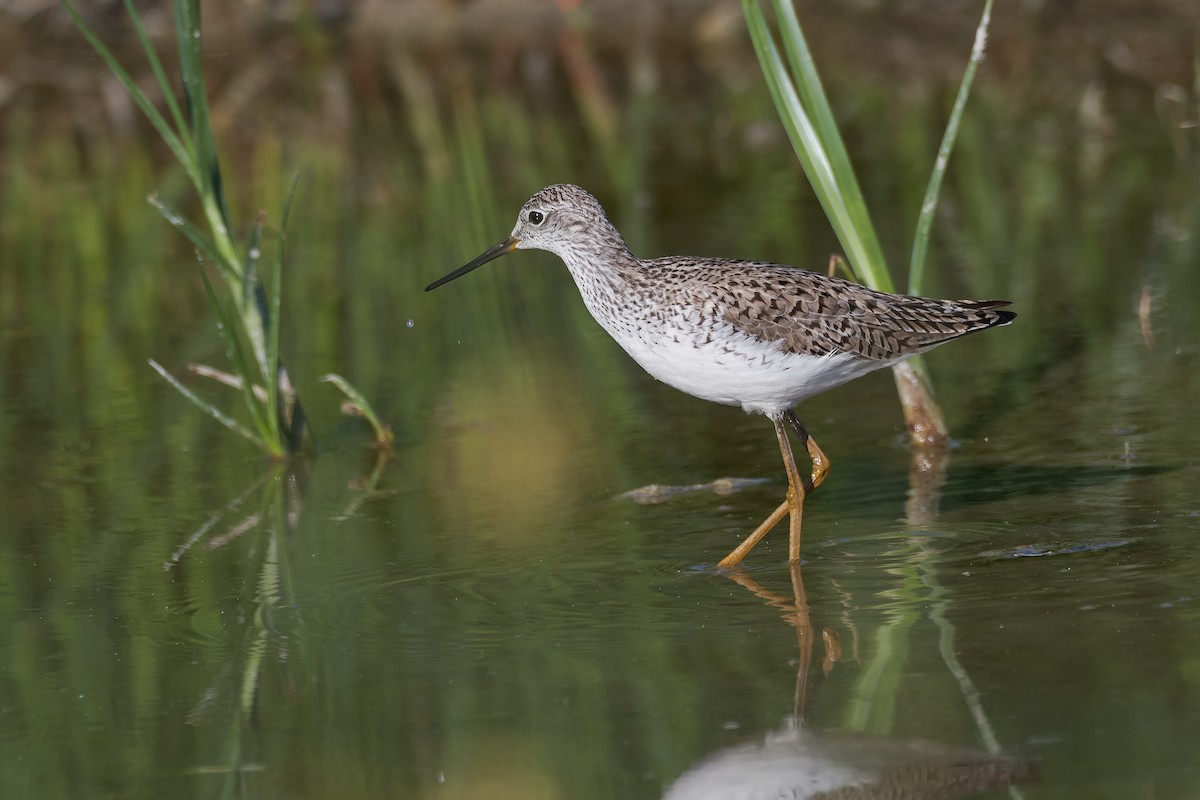 Marsh Sandpiper - Santiago Caballero Carrera