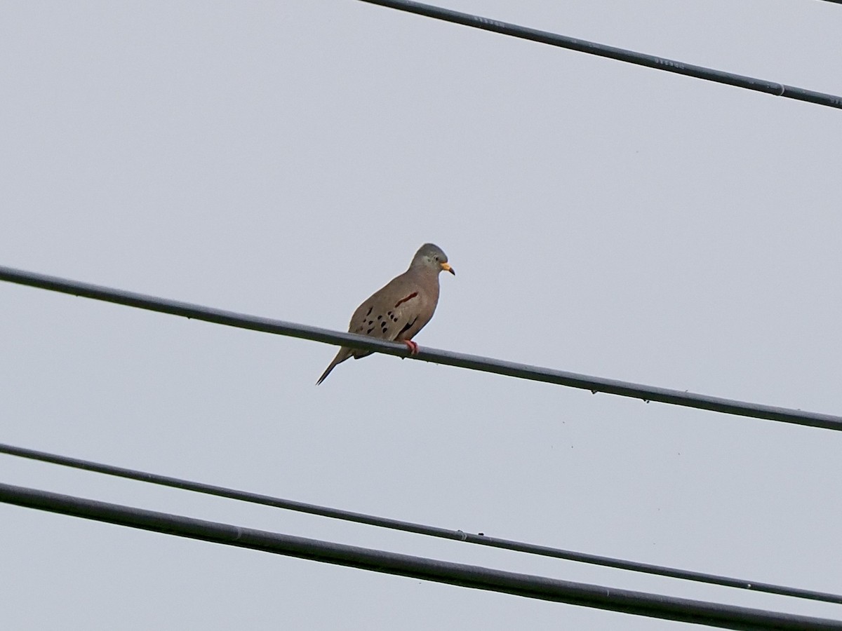 Croaking Ground Dove - Gabriel Willow