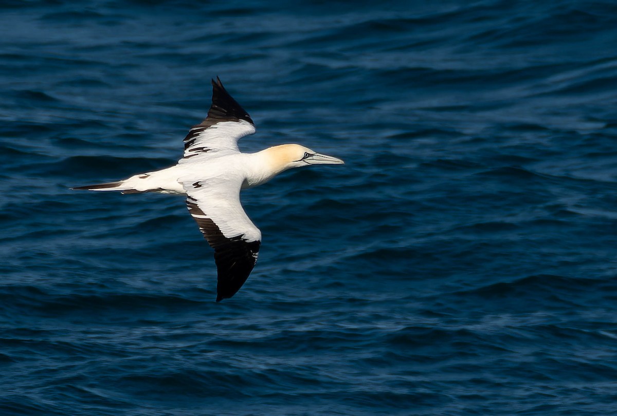 Northern Gannet - ML617479829