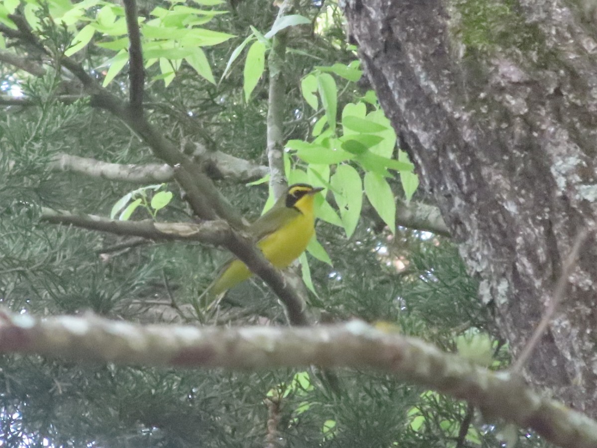 Kentucky Warbler - ML617479847