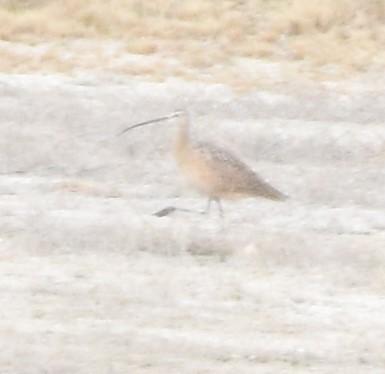 Long-billed Curlew - Rob Cassady