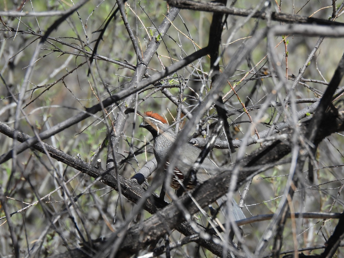 Gambel's Quail - ML617479966