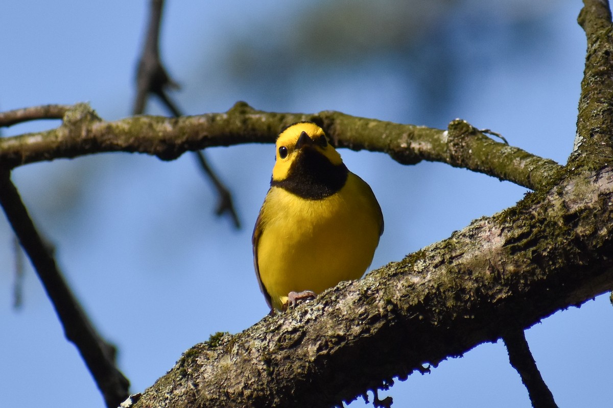 Hooded Warbler - ML617480003