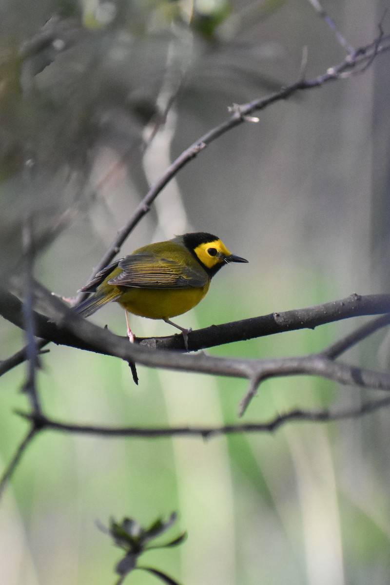 Hooded Warbler - ML617480004