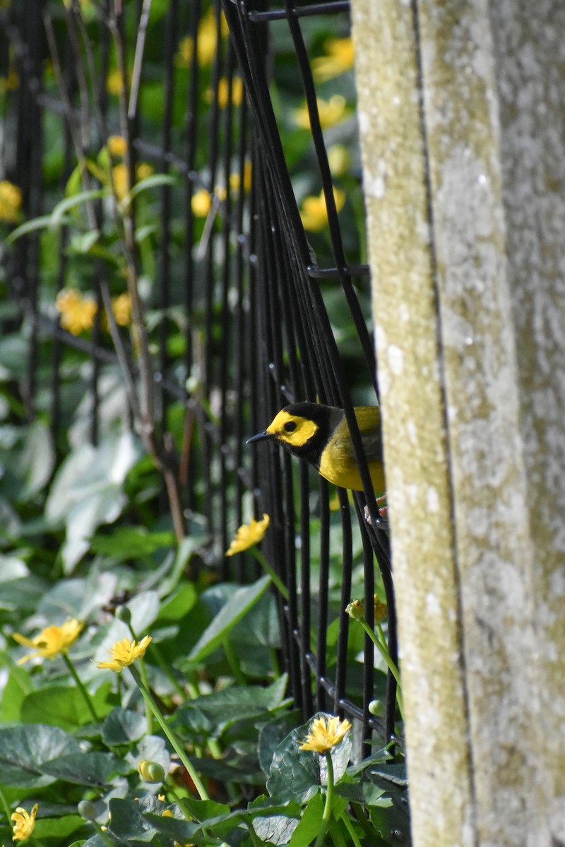 Hooded Warbler - ML617480005