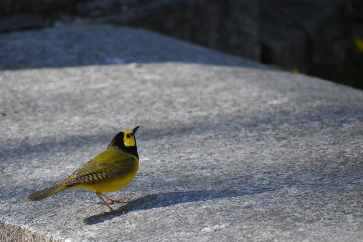 Hooded Warbler - ML617480006