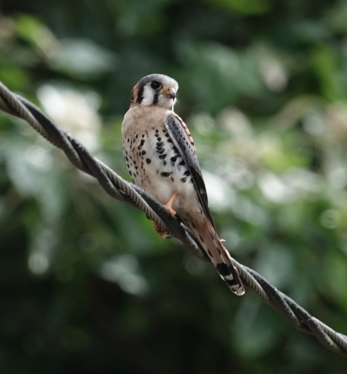 American Kestrel - ML617480035