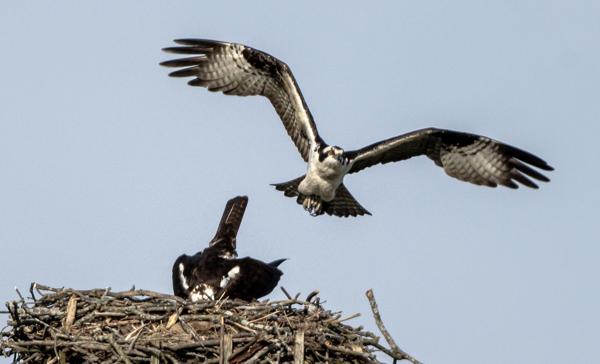 Osprey - John Longhenry