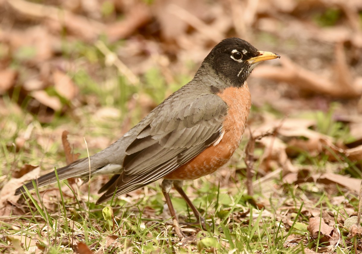 American Robin - ML617480075