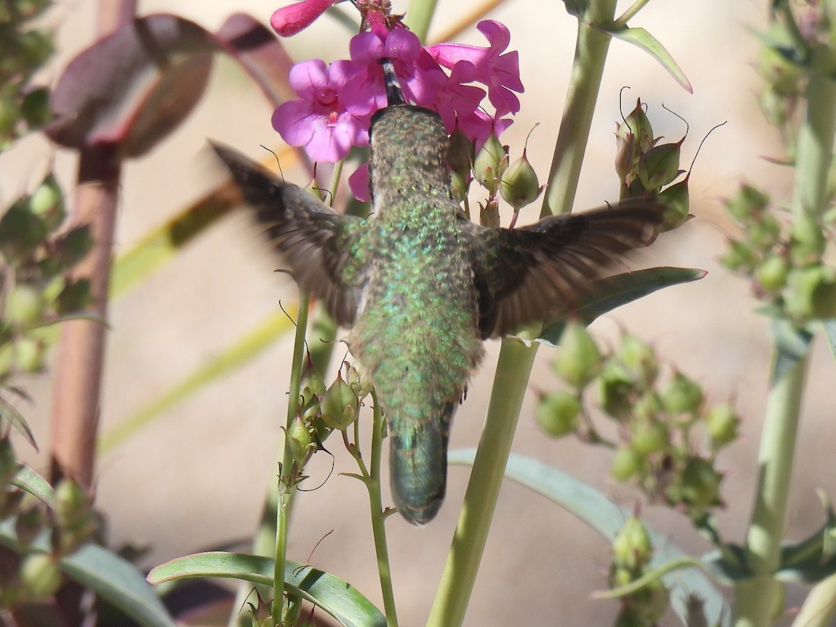 tanımsız Trochilidae sp. - ML617480101