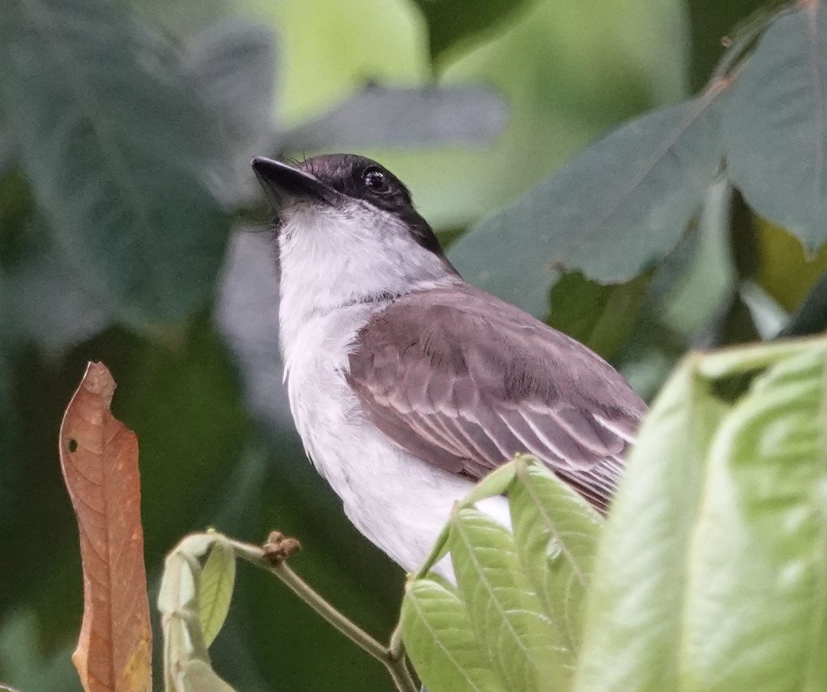 Loggerhead Kingbird - ML617480105