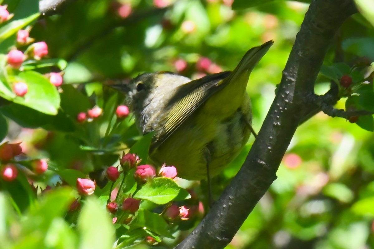 Orange-crowned Warbler - ML617480114