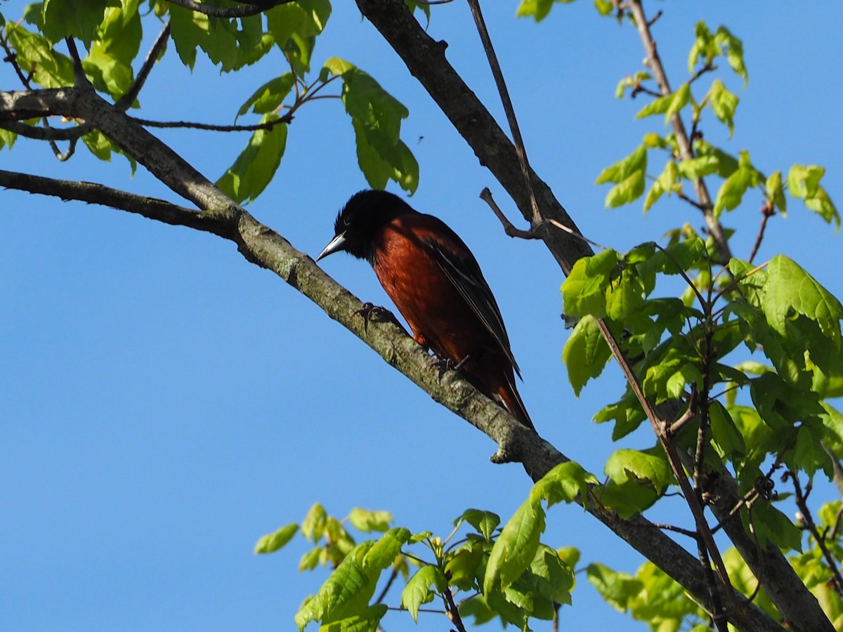 Orchard Oriole - ML617480118