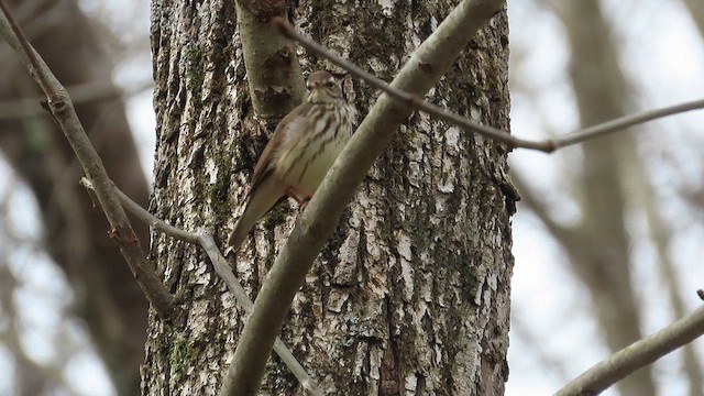 Louisiana Waterthrush - ML617480124