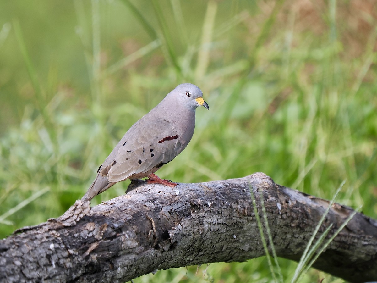 Croaking Ground Dove - Gabriel Willow