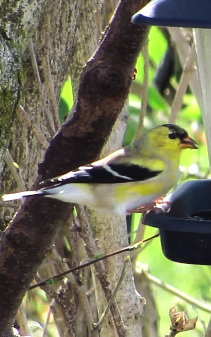 American Goldfinch - ML617480152