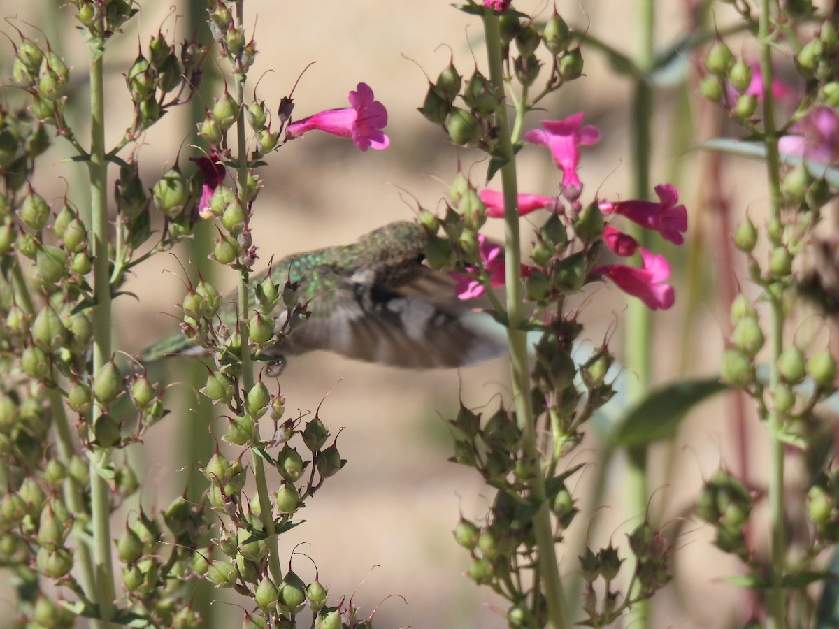 tanımsız Trochilidae sp. - ML617480208