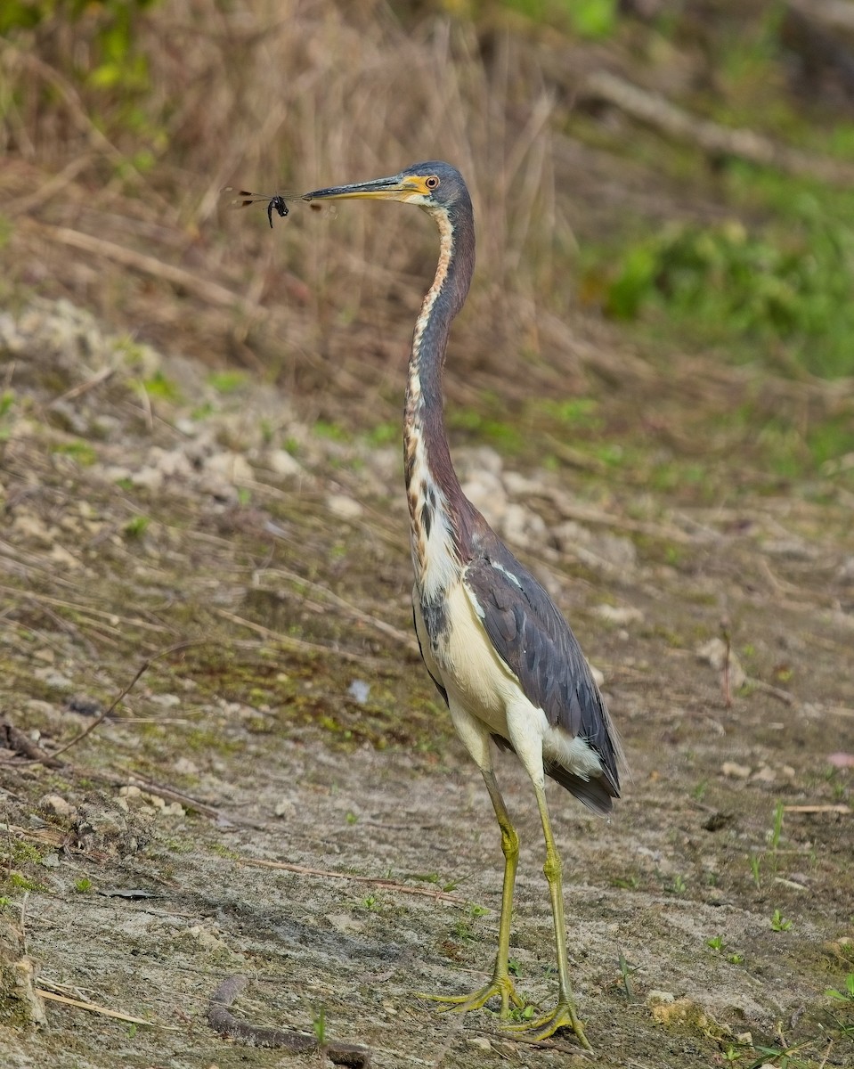 Tricolored Heron - ML617480243