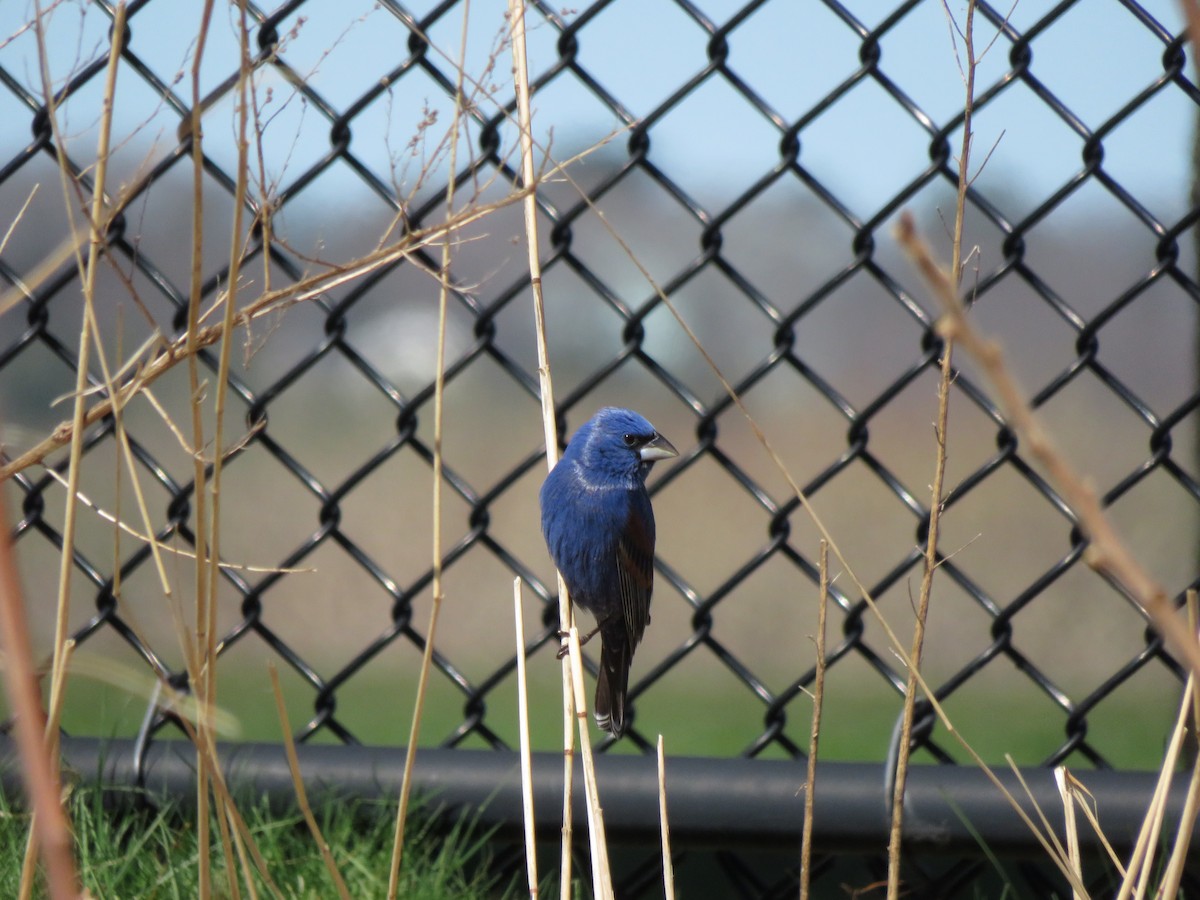 Blue Grosbeak - Eric  Newton