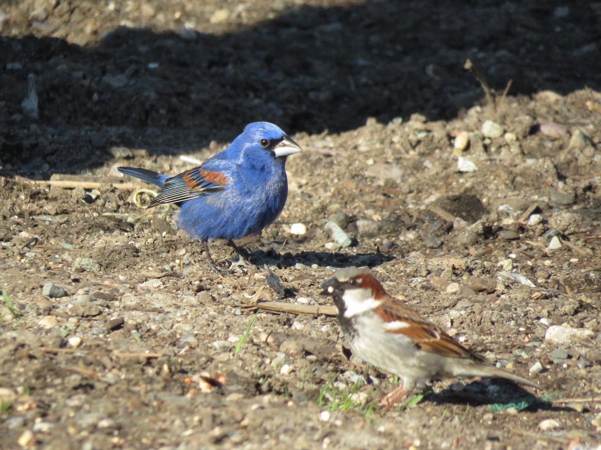 Blue Grosbeak - Eric  Newton