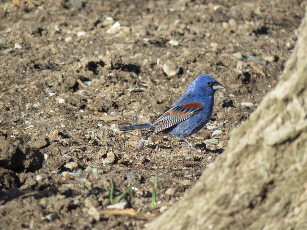 Blue Grosbeak - ML617480294