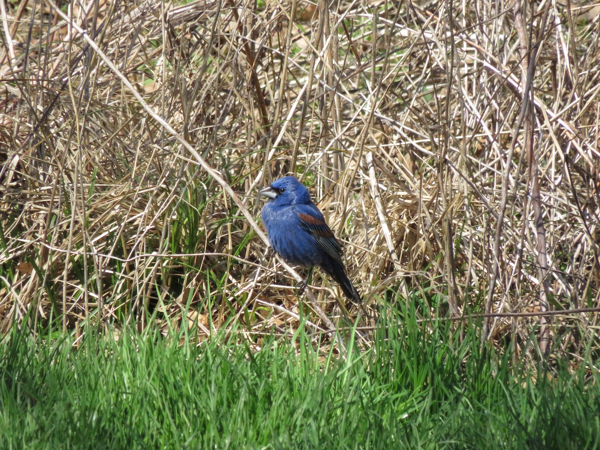 Blue Grosbeak - Eric  Newton