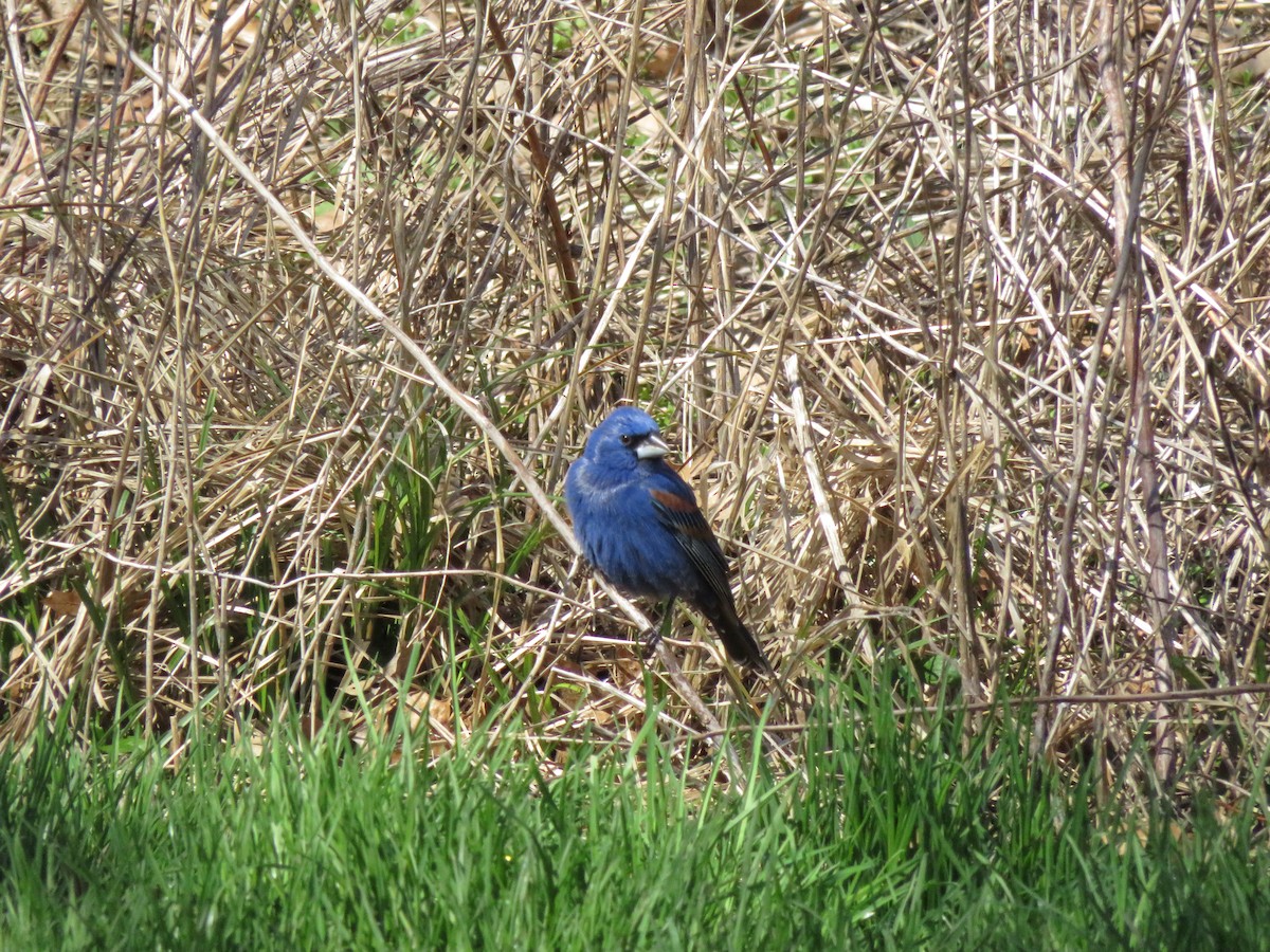 Blue Grosbeak - Eric  Newton