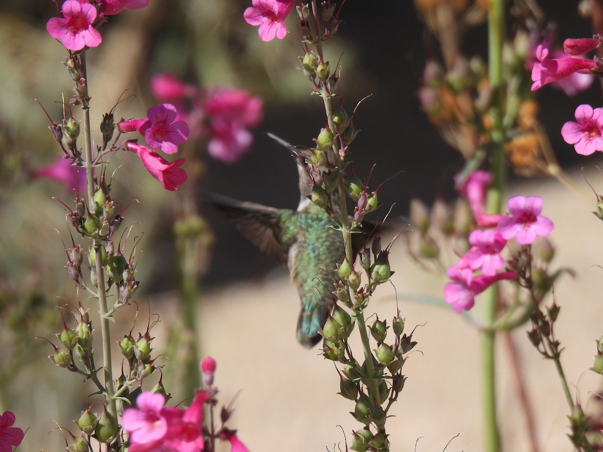 hummingbird sp. - Ed Daniels