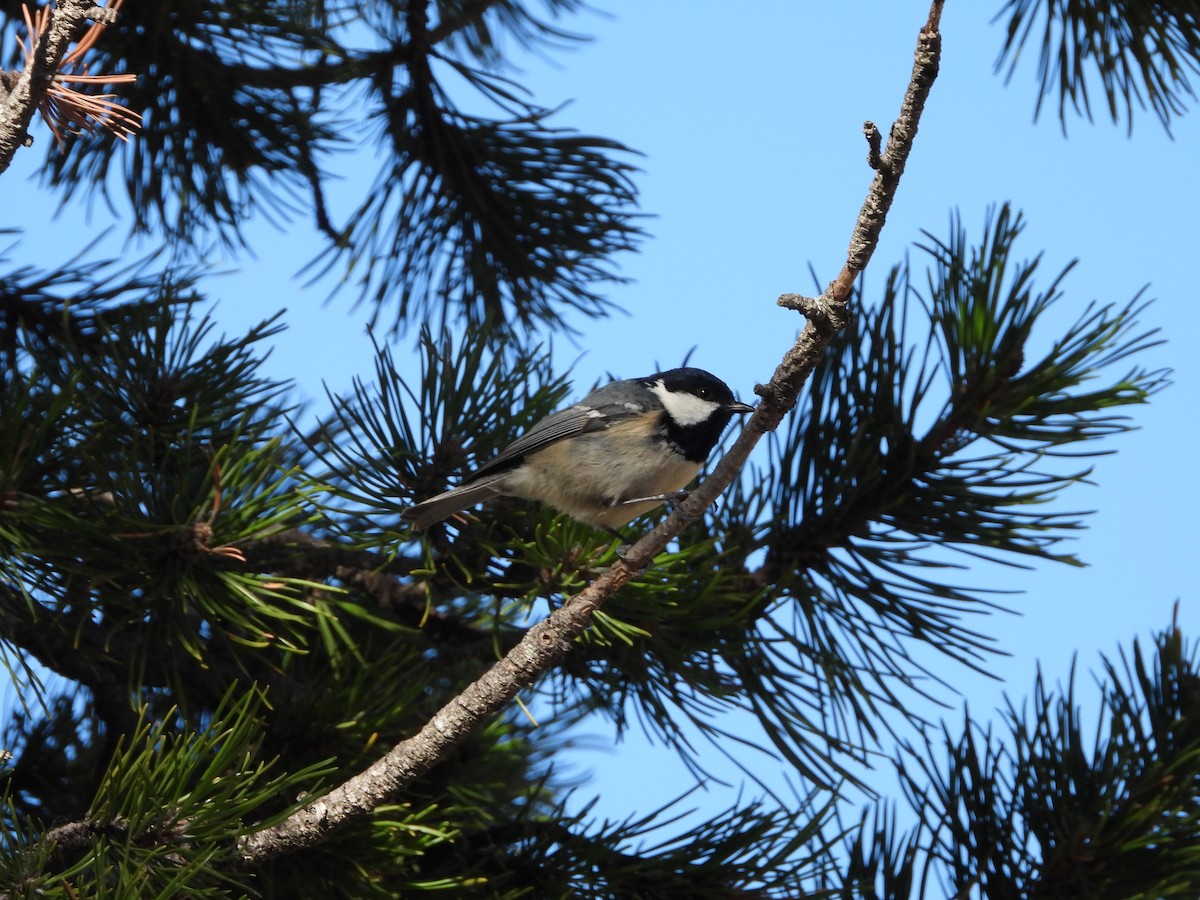 Coal Tit - ML617480387