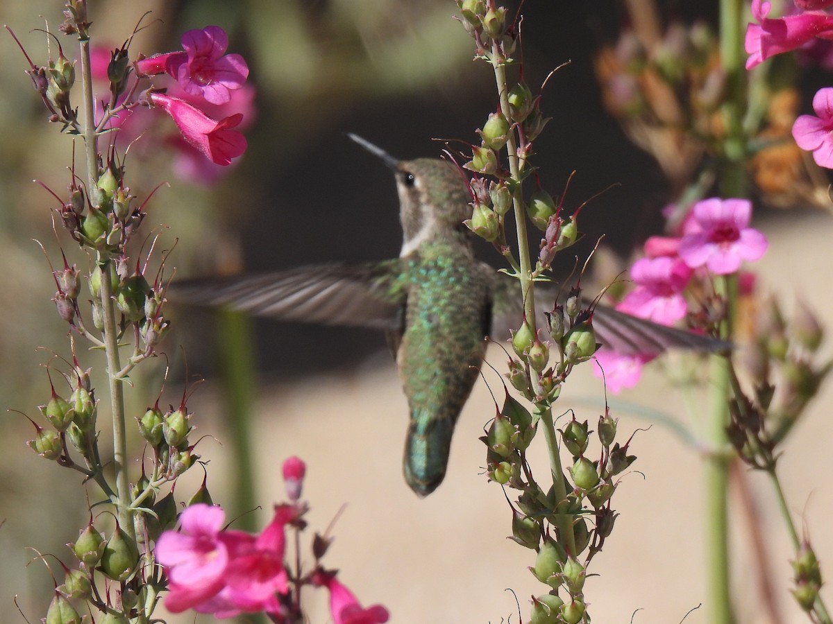 Trochilidae sp. - ML617480392