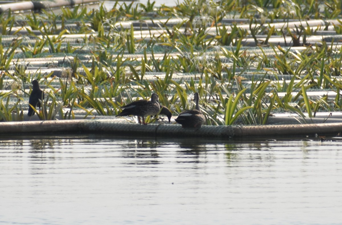 Indian Spot-billed Duck - ML617480406