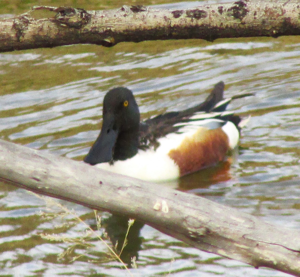 Northern Shoveler - ML617480422