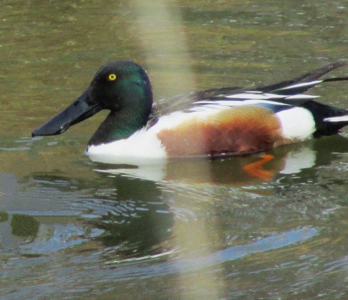 Northern Shoveler - ML617480423