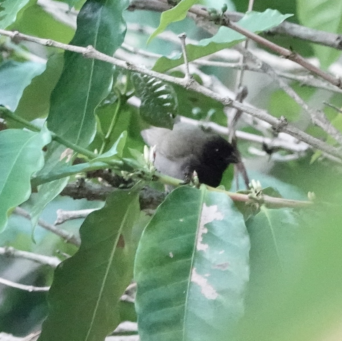 Black-faced Grassquit - ML617480469